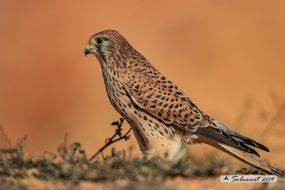 Falco tinnunculus: Gheppio (femmina) ; Common Kestrel (female)