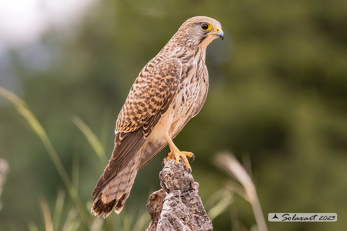 Falco tinnunculus: Gheppio (femmina) ; Common Kestrel (female)