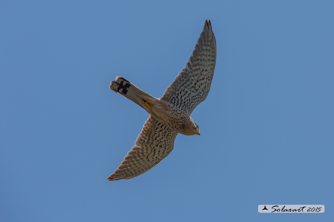 Falco tinnunculus: Gheppio (maschio) ; Common Kestrel (male)