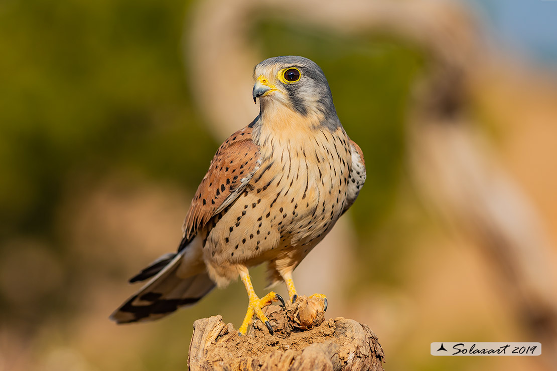 Falco tinnunculus: Gheppio (maschio) ; Common Kestrel (male)