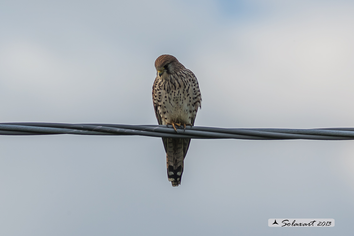 Falco tinnunculus: Gheppio (femmina) ; Common Kestrel (female)