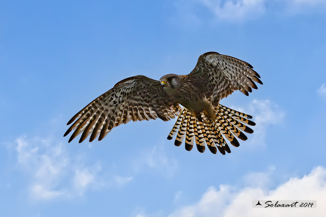 Falco tinnunculus: Gheppio (maschio) ; Common Kestrel (male)