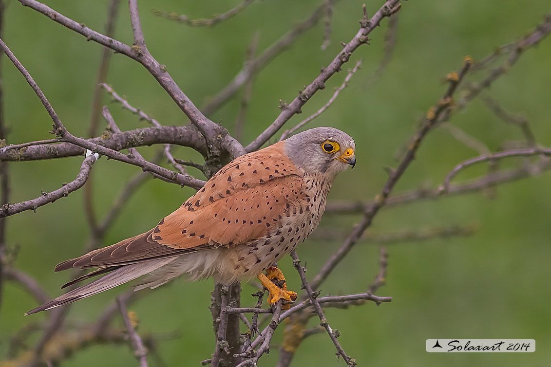 Falco tinnunculus: Gheppio (maschio) ; Common Kestrel (male)