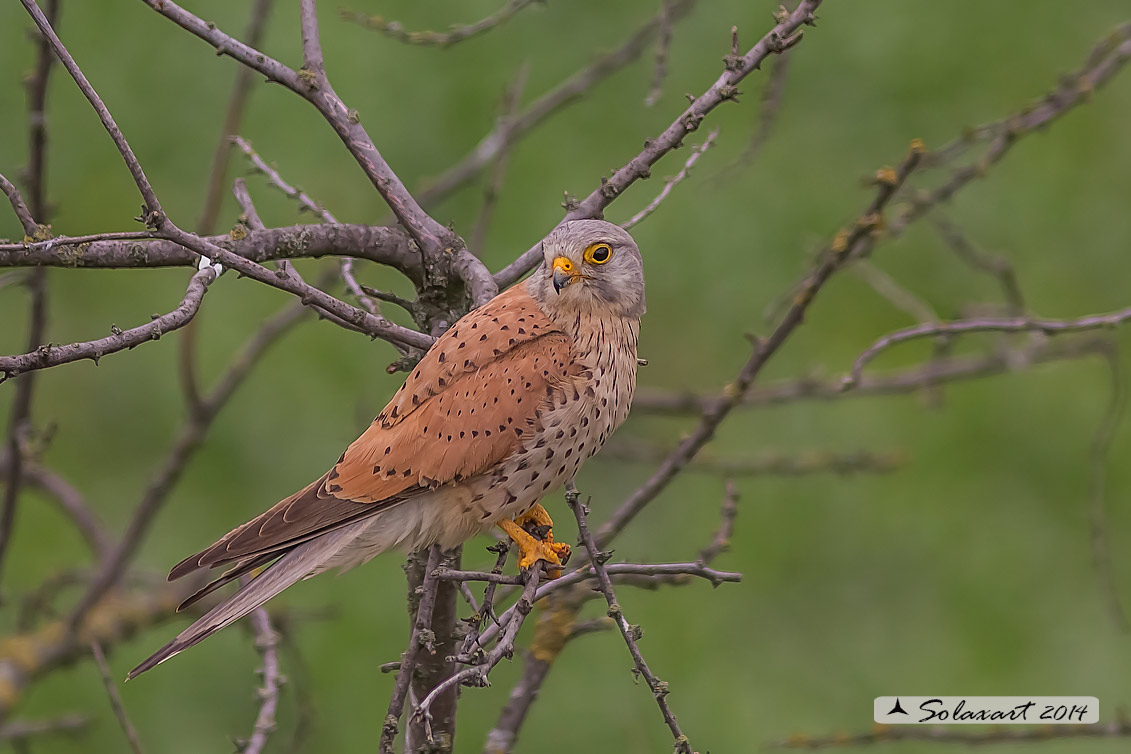 Falco tinnunculus: Gheppio (maschio) ; Common Kestrel (male)