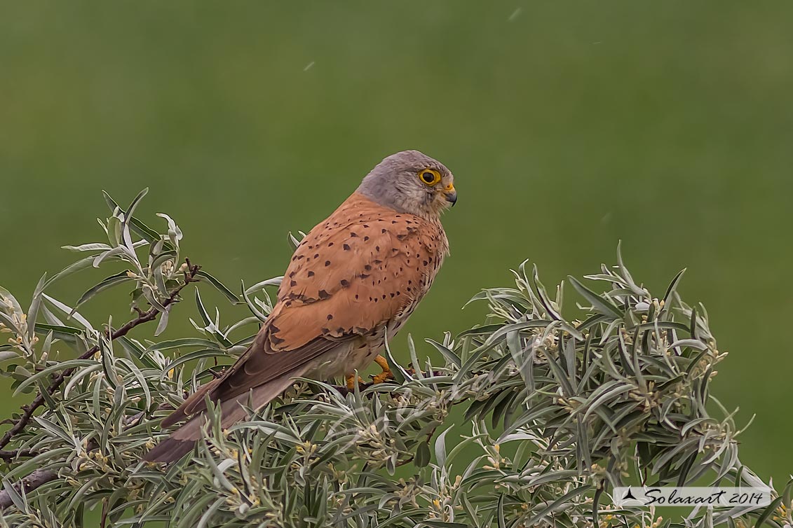 Falco tinnunculus: Gheppio (maschio) ; Common Kestrel (male)