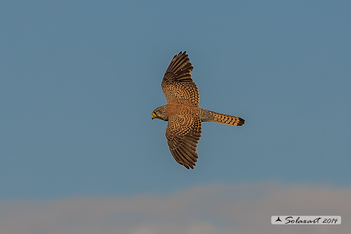 Falco tinnunculus: Gheppio (maschio) ; Common Kestrel (male)