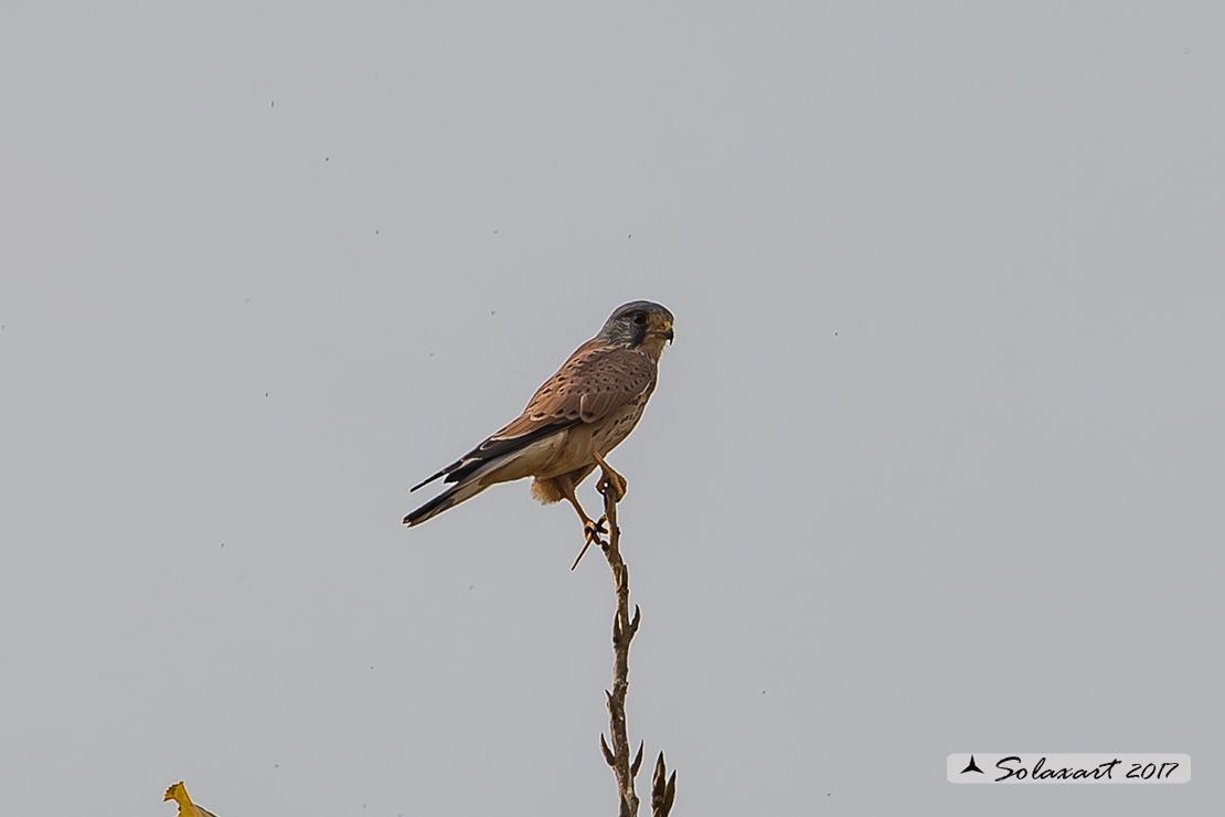 Falco tinnunculus: Gheppio (maschio) ; Common Kestrel (male)