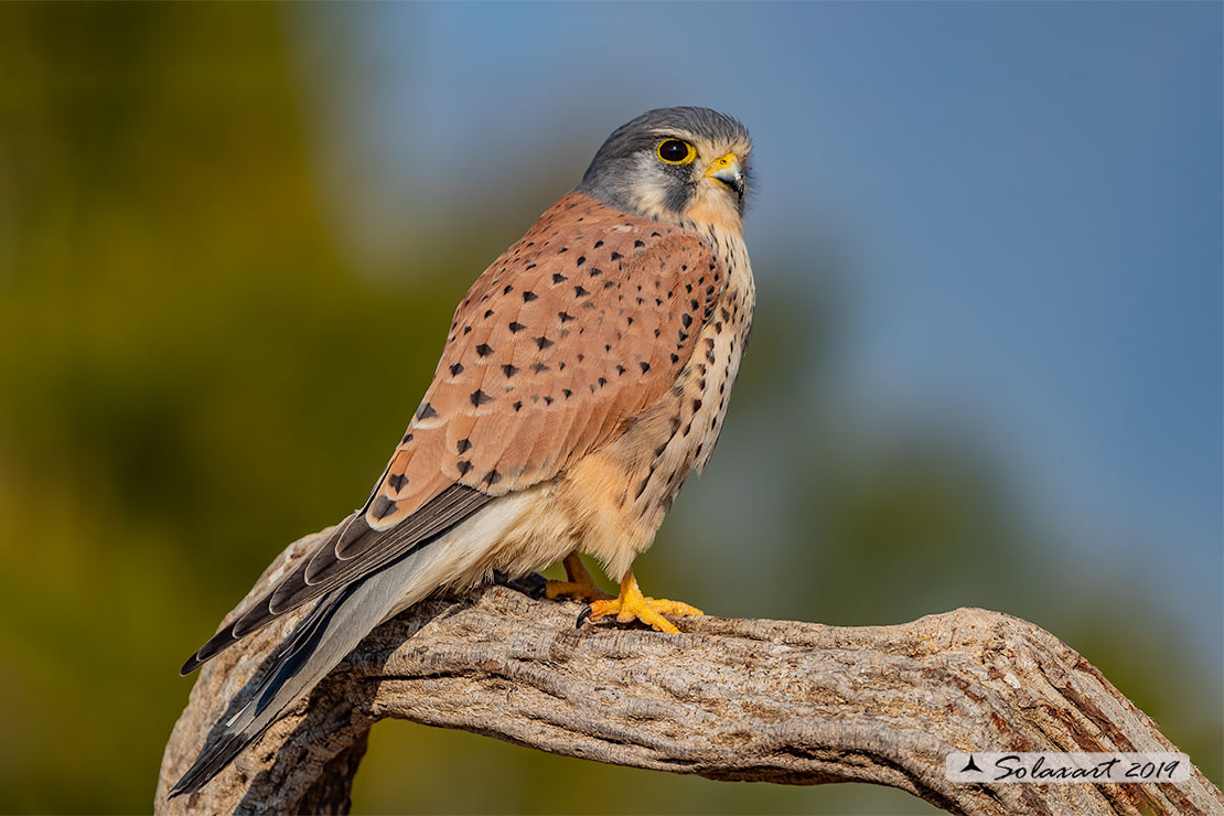 Falco tinnunculus: Gheppio (maschio) ; Common Kestrel (male)