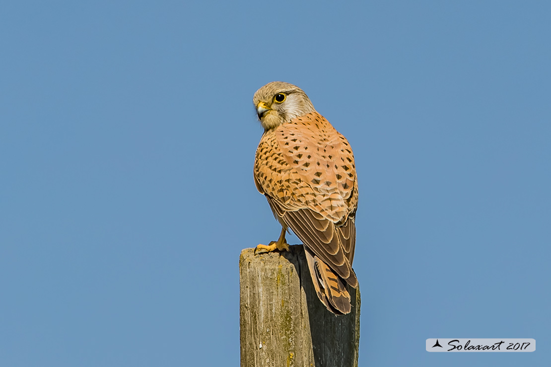 Falco tinnunculus: Gheppio (maschio) ; Common Kestrel (male)