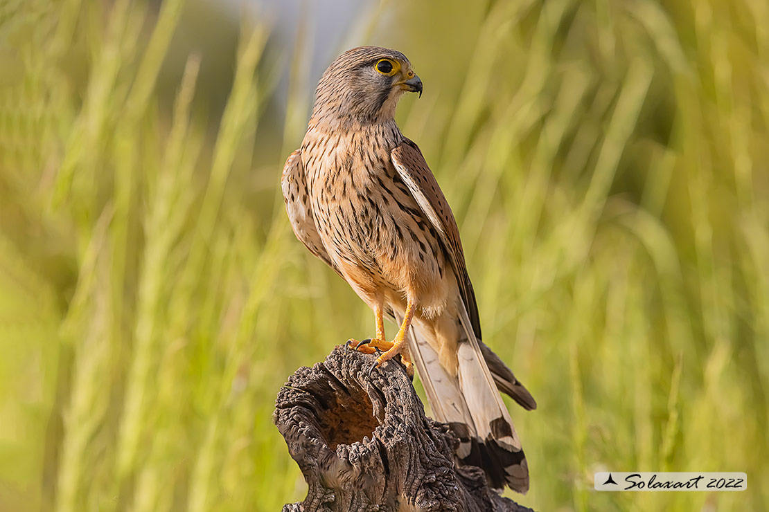 Falco tinnunculus: Gheppio (maschio) ; Common Kestrel (male)