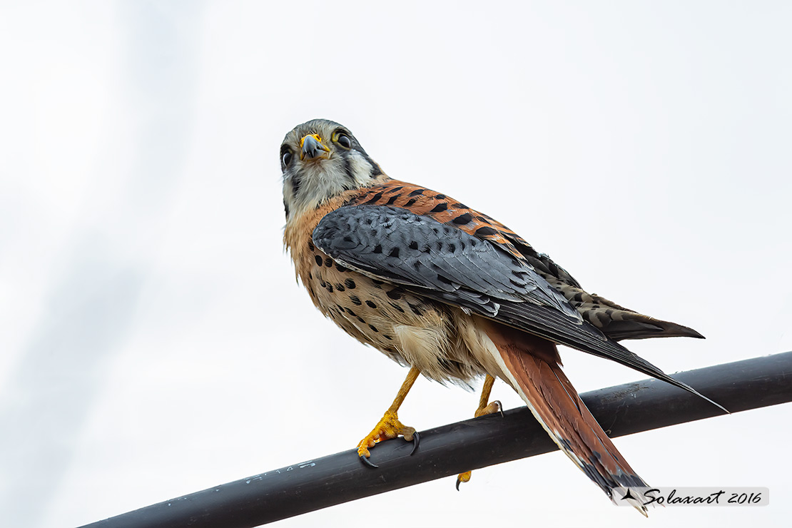 Falco sparverius: American kestrel