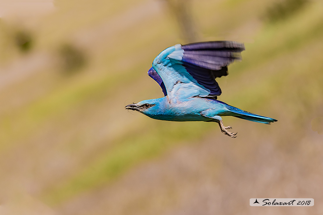 Coracias garrulus - Ghiandaia marina - European Roller