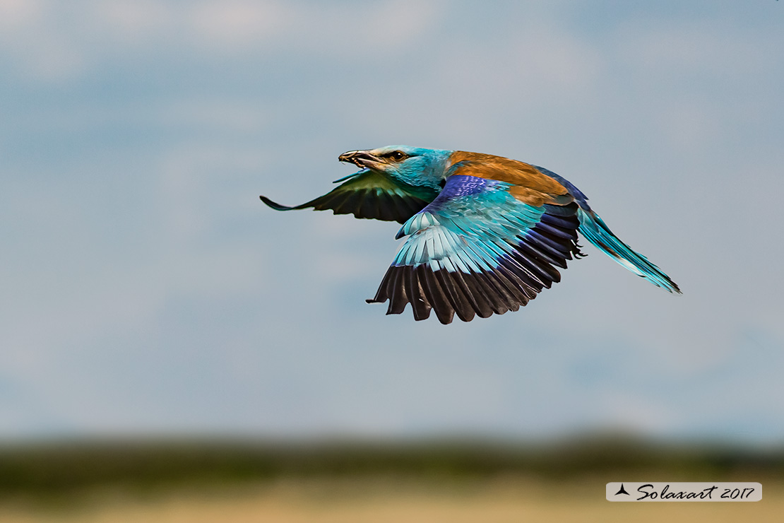 Coracias garrulus:   Ghiandaia marina;   European Roller 