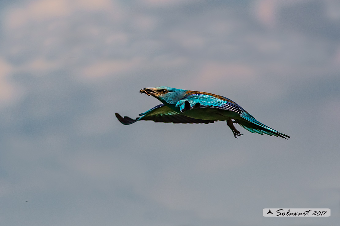 Coracias garrulus:   Ghiandaia marina;   European Roller 