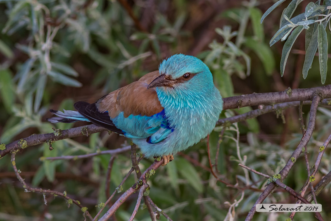 Coracias garrulus - Ghiandaia marina - European Roller