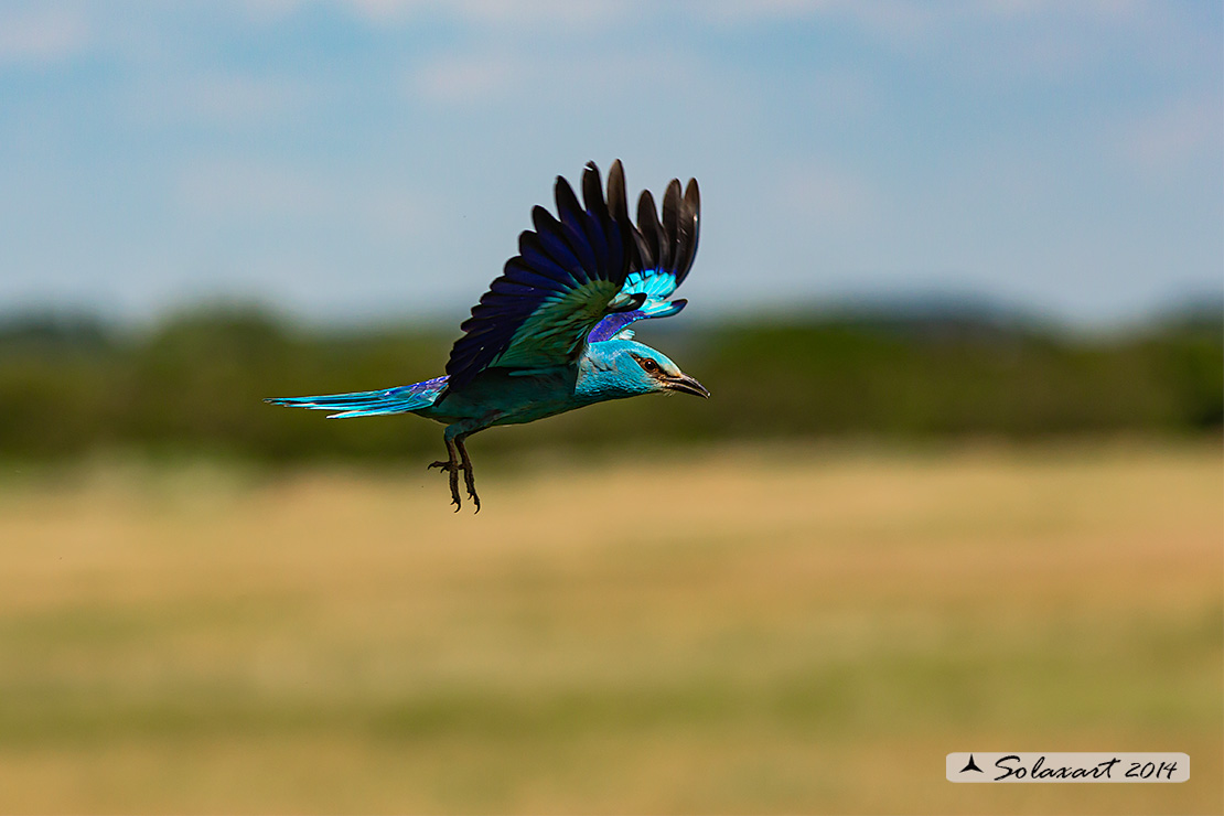 Coracias garrulus - Ghiandaia marina - European Roller