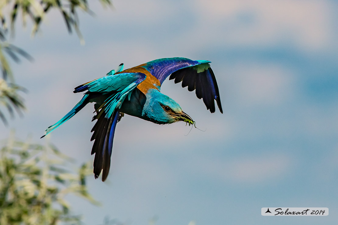 Coracias garrulus - Ghiandaia marina - European Roller