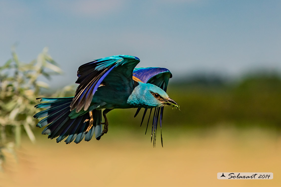 Coracias garrulus:   Ghiandaia marina; European Roller 