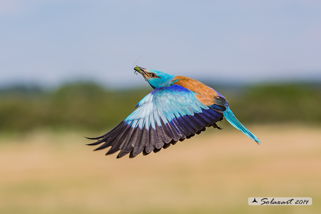 Coracias garrulus - Ghiandaia marina - European Roller