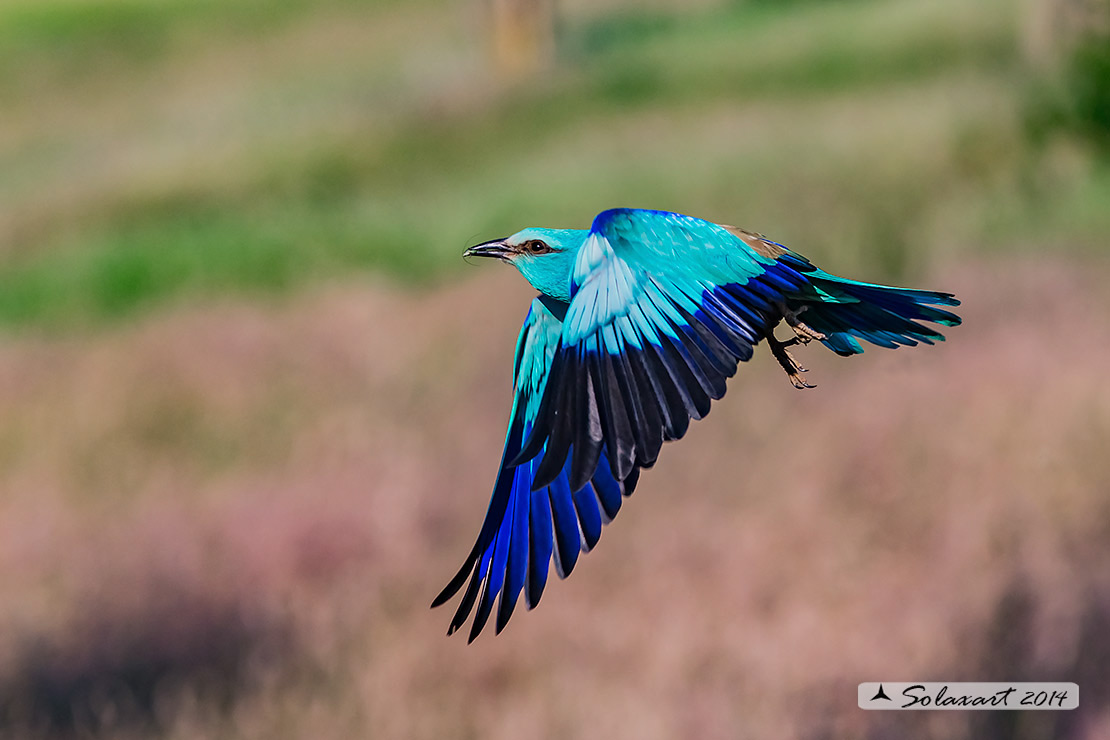 Coracias garrulus - Ghiandaia marina - European Roller