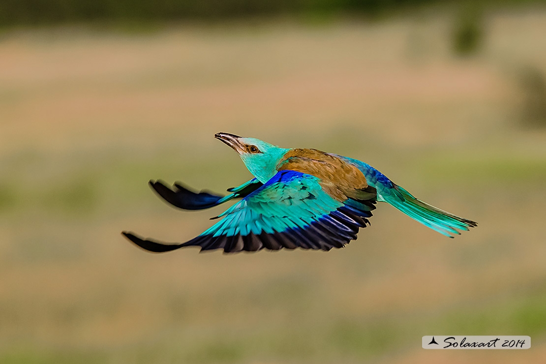 Coracias garrulus - Ghiandaia marina - European Roller