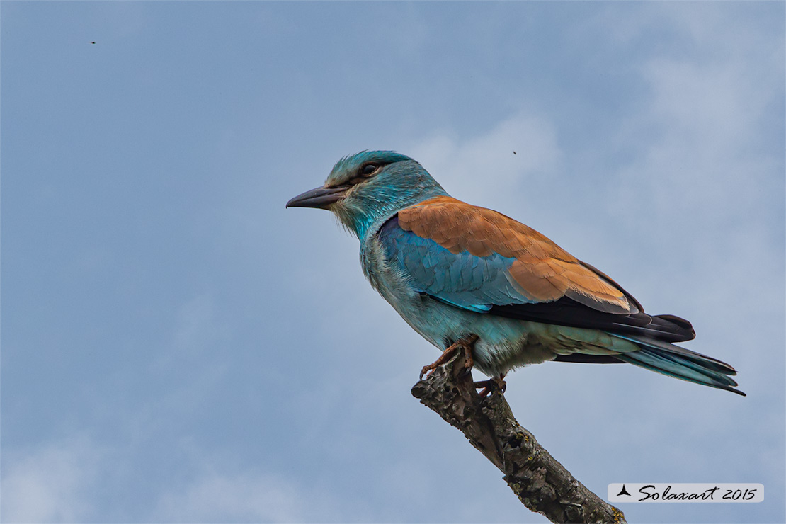 Coracias garrulus - Ghiandaia marina - European Roller