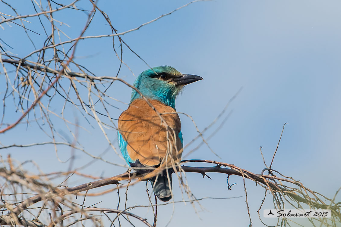 Coracias garrulus:   Ghiandaia marina;   European Roller 