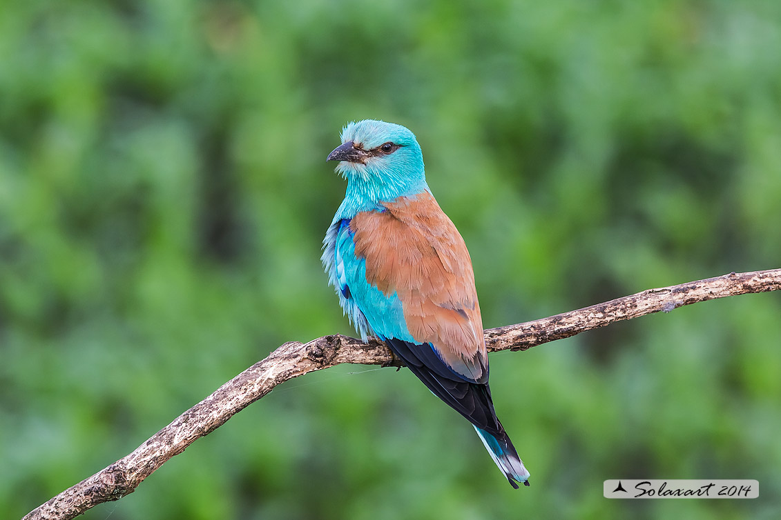 Coracias garrulus - Ghiandaia marina - European Roller