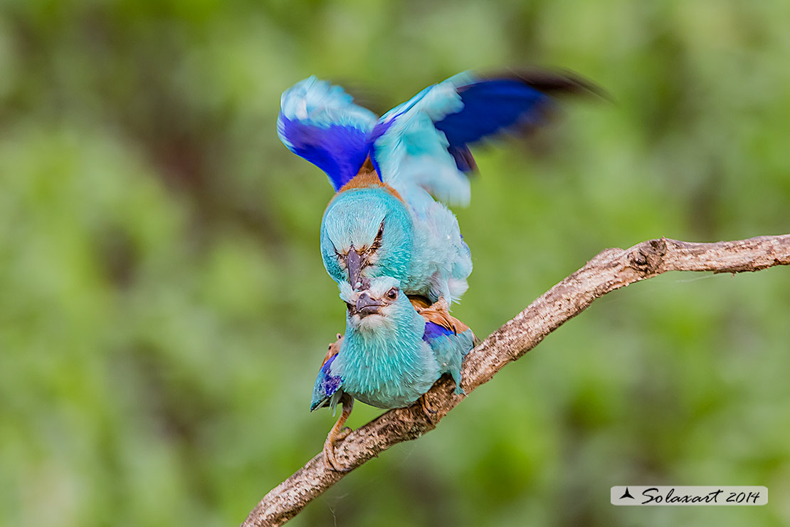 Coracias garrulus - Ghiandaia marina - European Roller