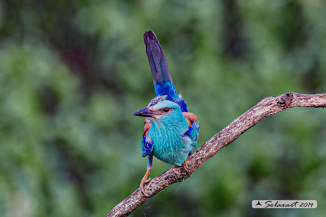 Coracias garrulus - Ghiandaia marina - European Roller