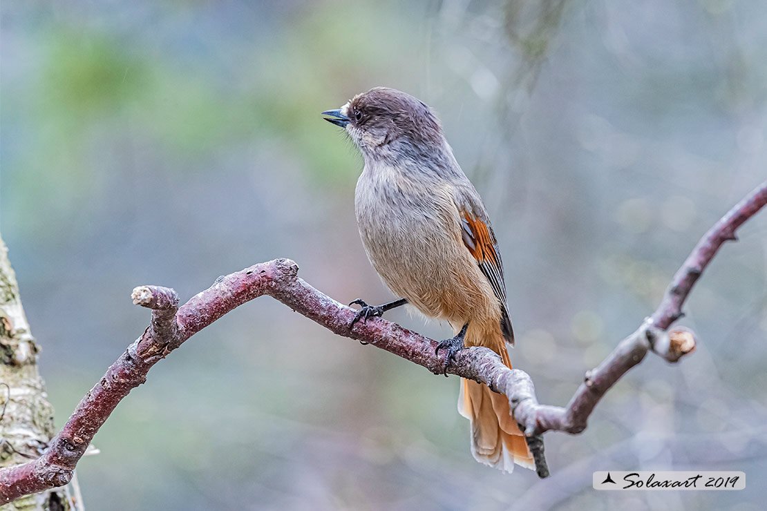 Perisoreus infaustus: Ghiandaia siberiana; Siberian jay