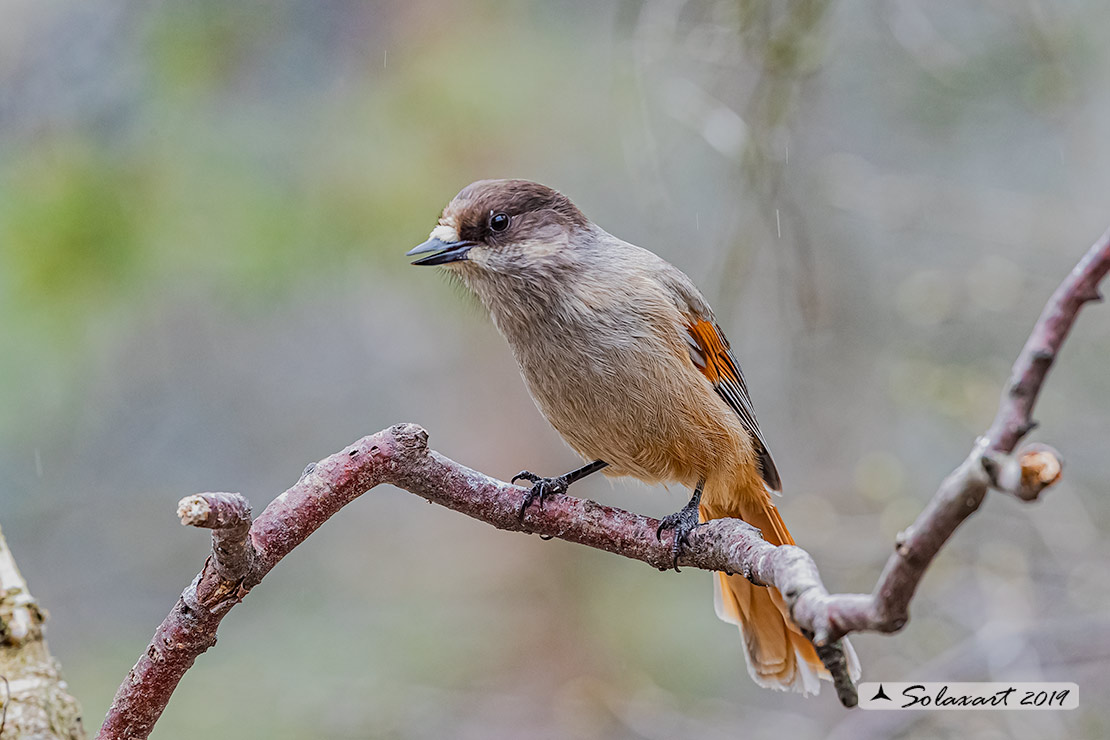 Perisoreus infaustus: Ghiandaia siberiana; Siberian jay