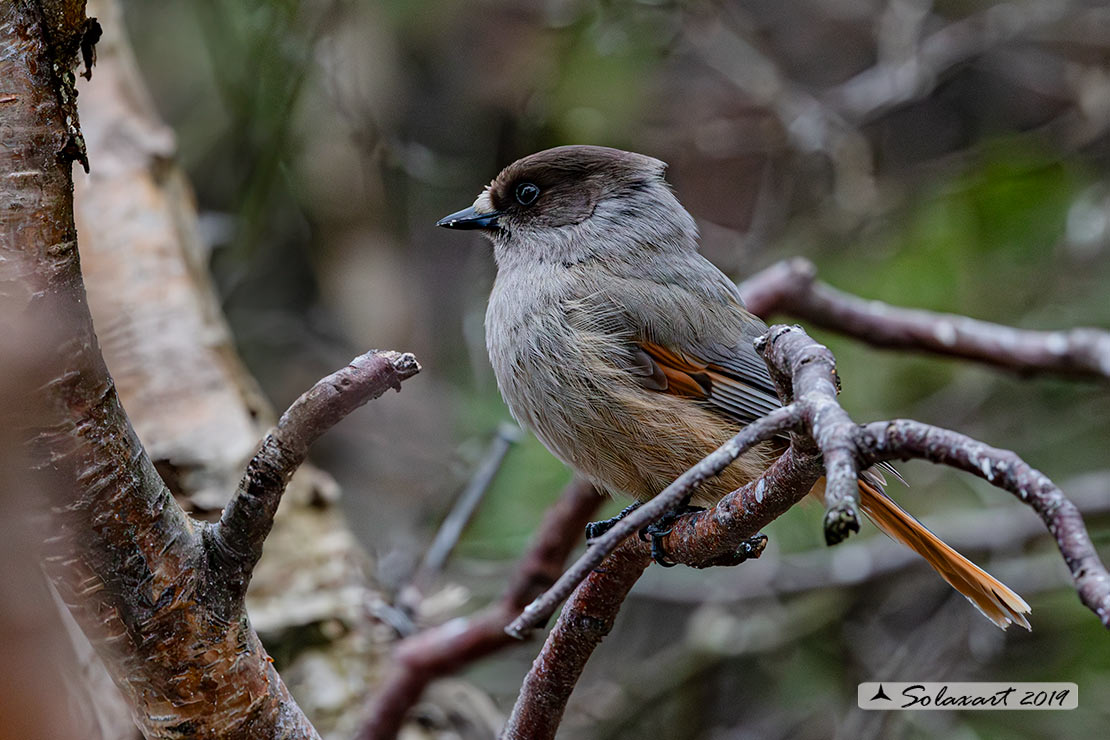 Perisoreus infaustus: Ghiandaia siberiana; Siberian jay