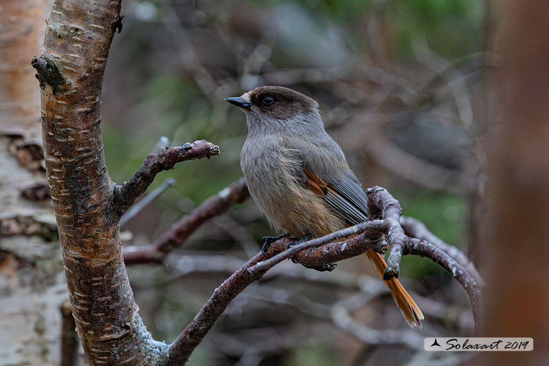 Perisoreus infaustus: Ghiandaia siberiana; Siberian jay