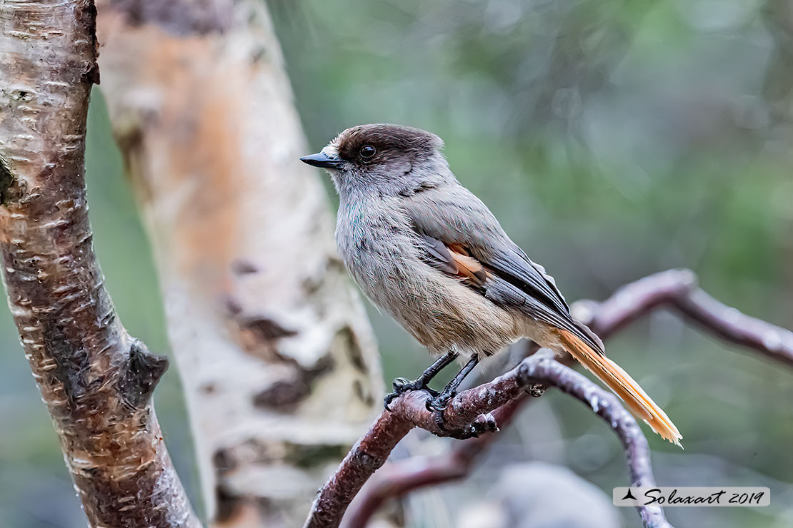 Perisoreus infaustus: Ghiandaia siberiana; Siberian jay