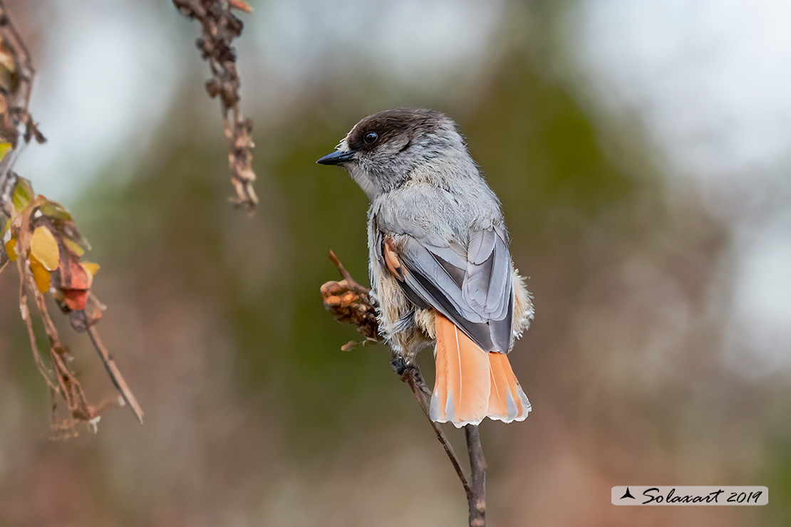 Perisoreus infaustus: Ghiandaia siberiana; Siberian jay