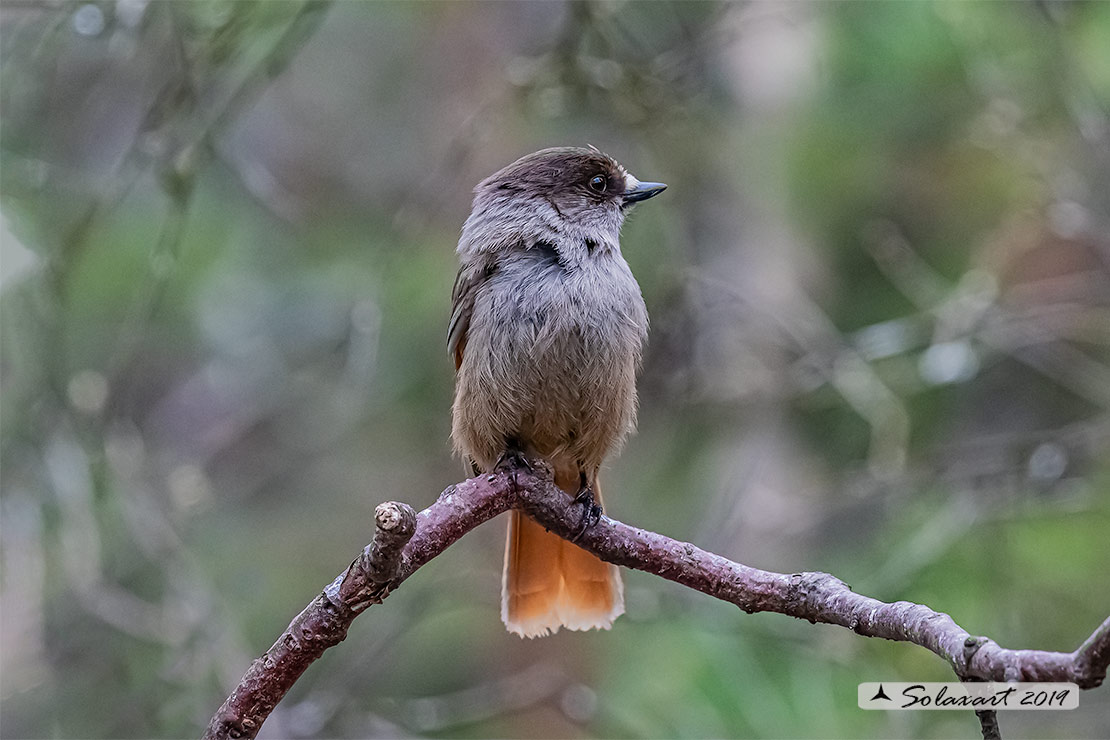 Perisoreus infaustus: Ghiandaia siberiana; Siberian jay