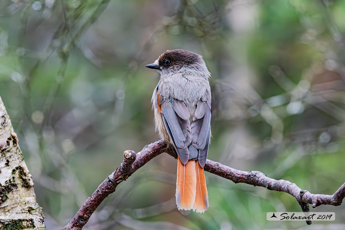 Perisoreus infaustus: Ghiandaia siberiana; Siberian jay