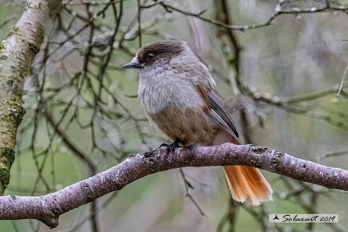 Perisoreus infaustus: Ghiandaia siberiana; Siberian jay