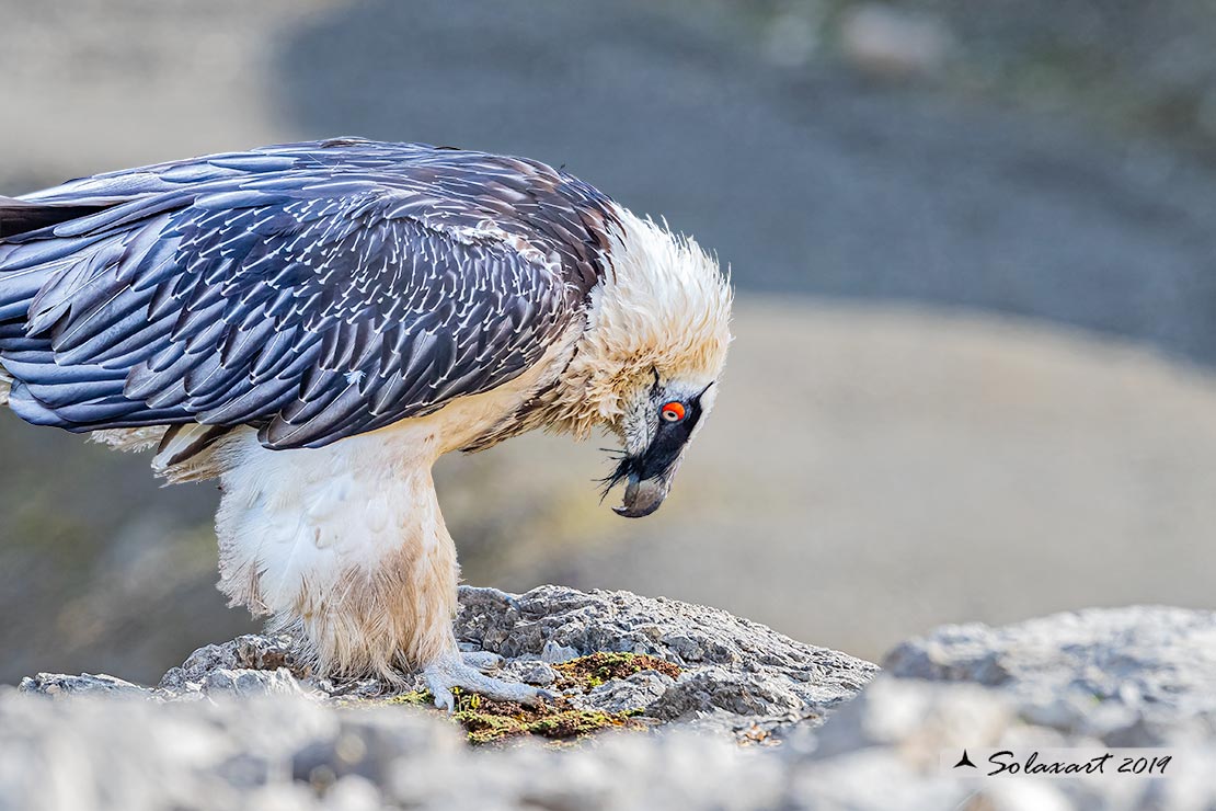 Gypaetus barbatus  -  Gipeto  - Bearded vulture