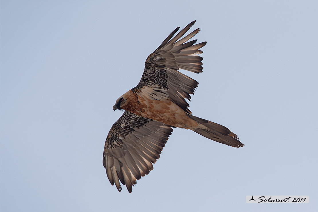 Gypaetus barbatus  -  Gipeto  - Bearded vulture