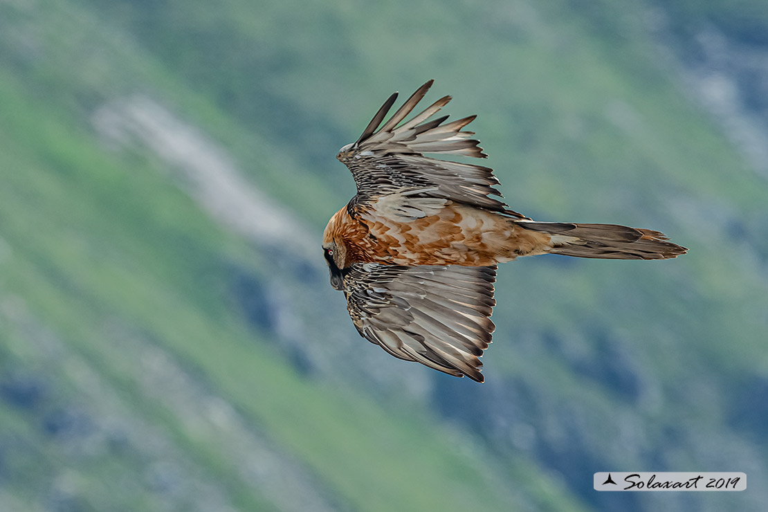 Gypaetus barbatus  -  Gipeto  - Bearded vulture