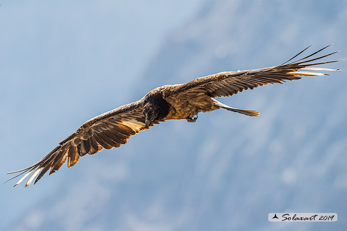 Gypaetus barbatus  -  Gipeto  - Bearded vulture