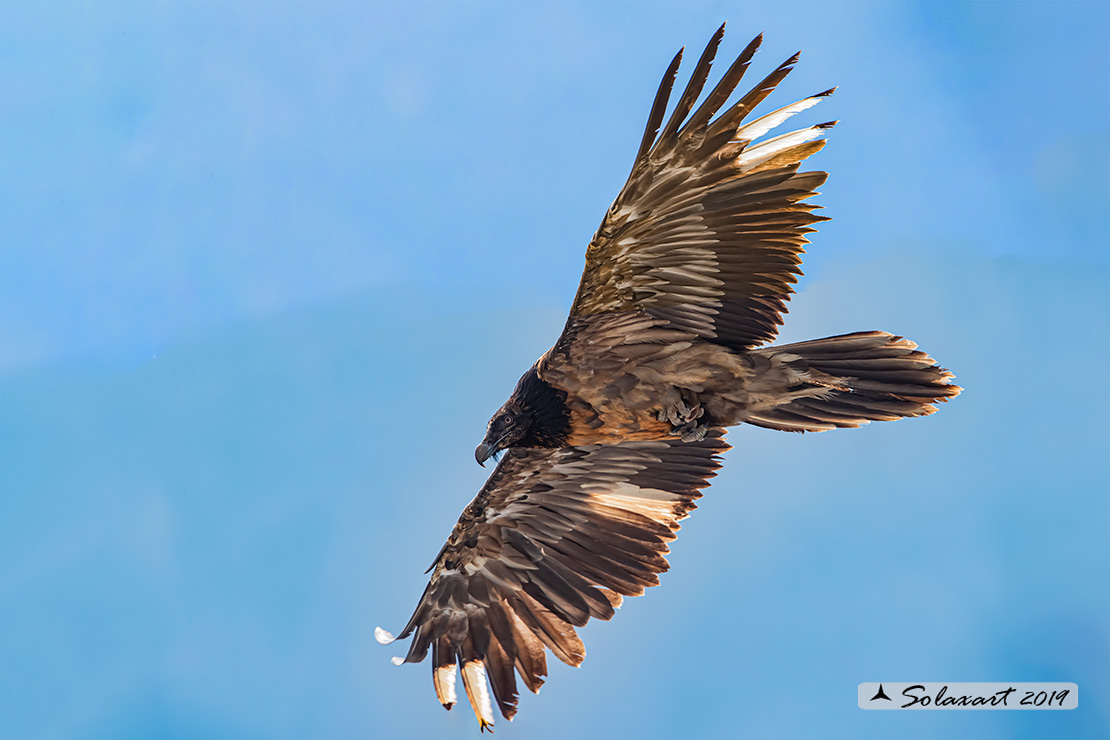 Gypaetus barbatus  -  Gipeto  - Bearded vulture