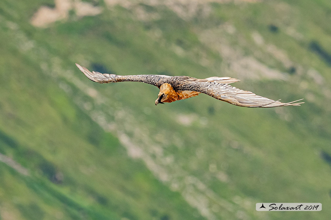 Gypaetus barbatus  -  Gipeto  - Bearded vulture