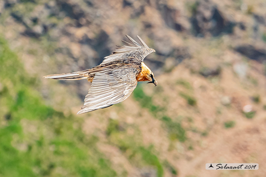 Gypaetus barbatus  -  Gipeto  - Bearded vulture