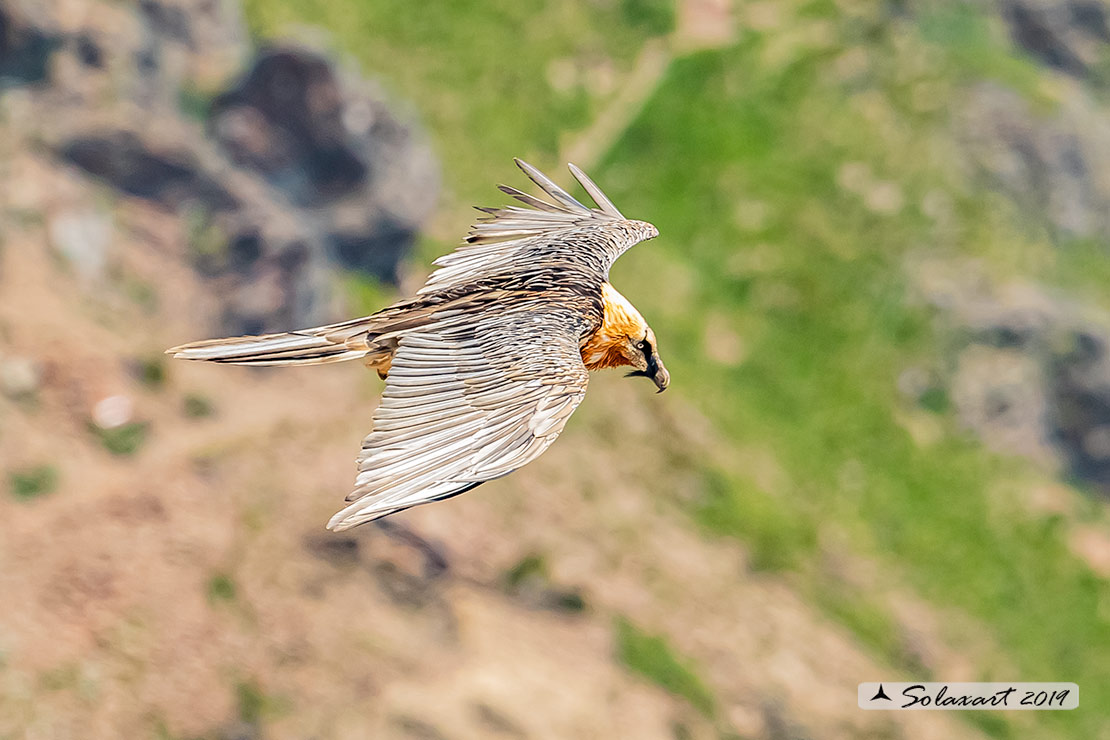 Gypaetus barbatus  -  Gipeto  - Bearded vulture