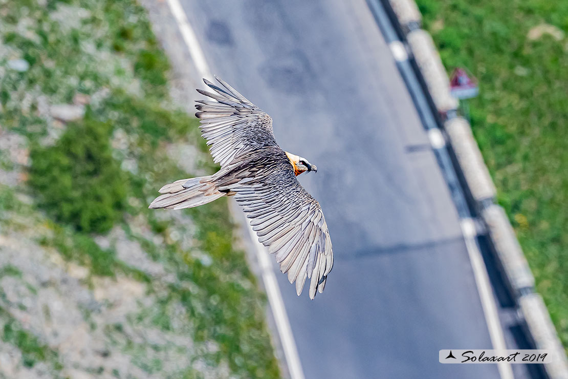 Gypaetus barbatus  -  Gipeto  - Bearded vulture