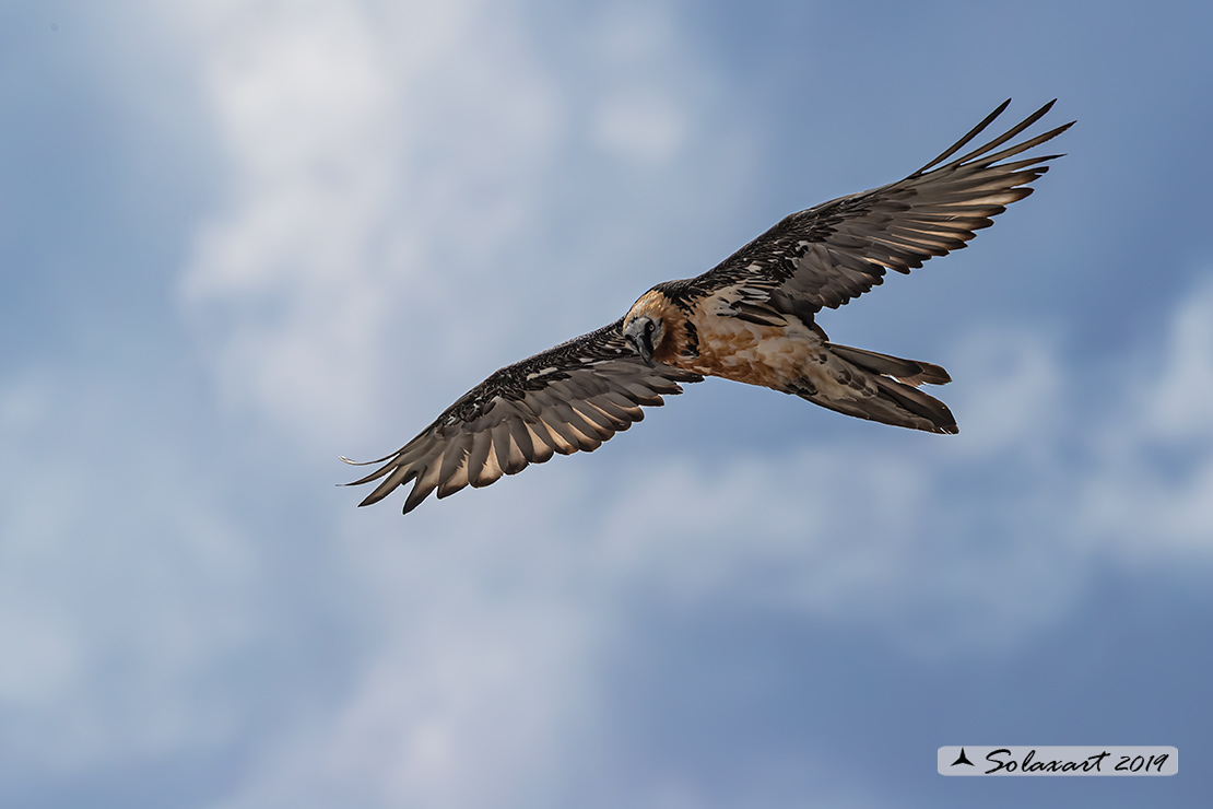 Gypaetus barbatus  -  Gipeto  - Bearded vulture