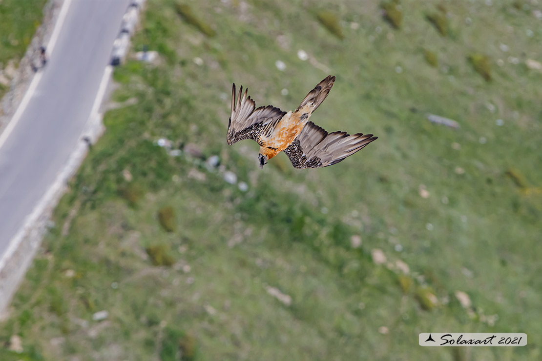 Gypaetus barbatus  -  Gipeto  - Bearded vulture